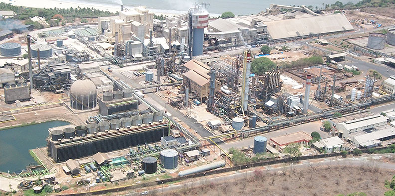 Goa plant